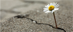Finding strength through advocacy: Supporting a parent living with dementia
